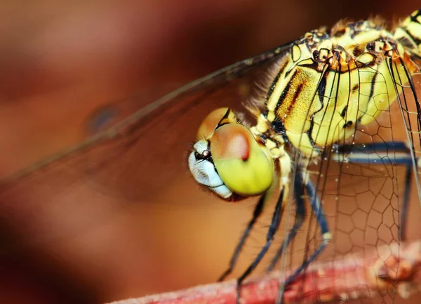 Makroaufnahme Der Libelle Der Natur — Stockfoto