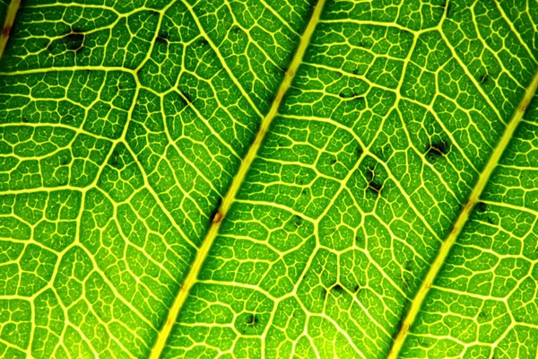 Текстура Зеленого Листя Природі Фону — стокове фото