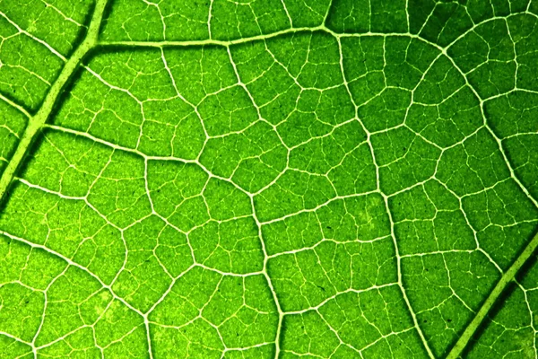 Textura Folhas Verdes Natureza Para Fundo — Fotografia de Stock