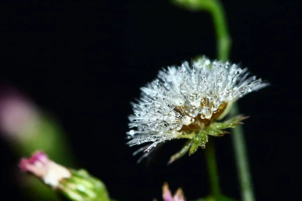 Beautiful Dew Flower Macro Background — Stock Photo, Image