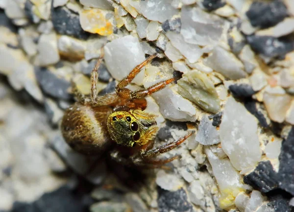 Makrofotografie Der Springenden Spinne Auf Altem Stein Als Hintergrund — Stockfoto