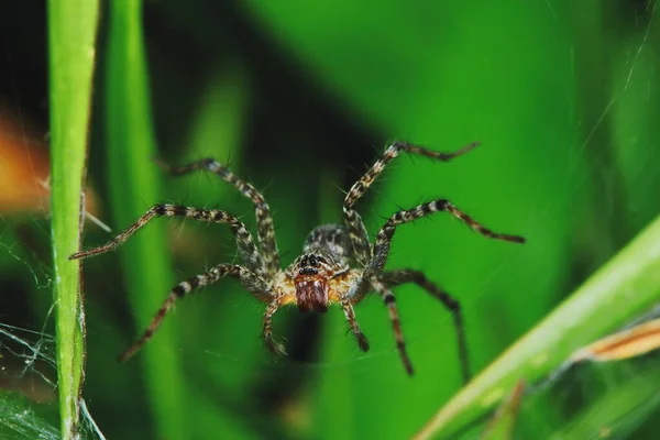 Macro Fotografia Jumping Spider Folha Verde Para Fundo — Fotografia de Stock
