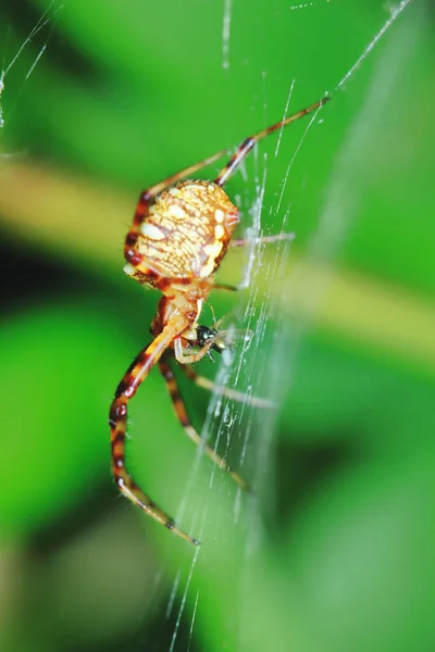 Zıplayan Örümceğin Yeşil Yaprak Üzerindeki Makro Fotoğrafı — Stok fotoğraf