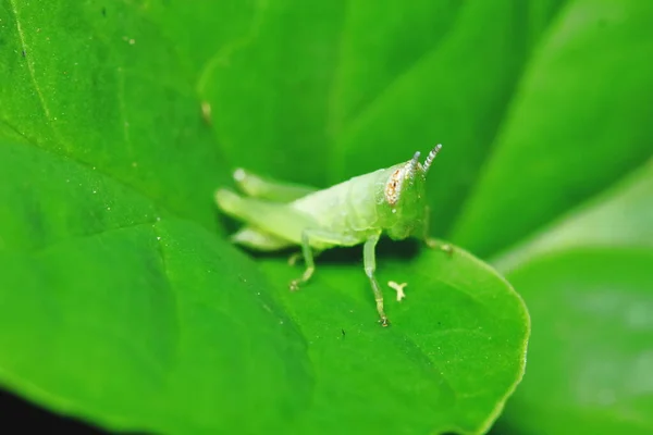 Grüne Heuschrecke Ist Unter Grünen Blättern Sonnigem — Stockfoto