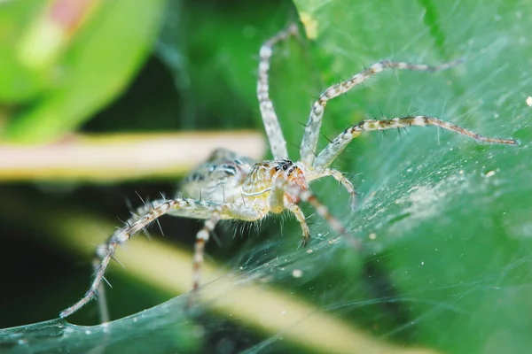 Makro Fotografi Hoppande Spindel Grönt Blad För Bakgrund — Stockfoto