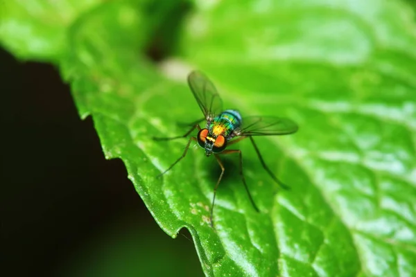 Kleine Fliegeninsekten Der Makrofotografie Hintergrund — Stockfoto