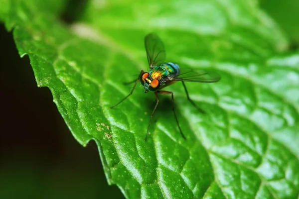 Small Fly Insects Macro Photography Background — Stock Photo, Image