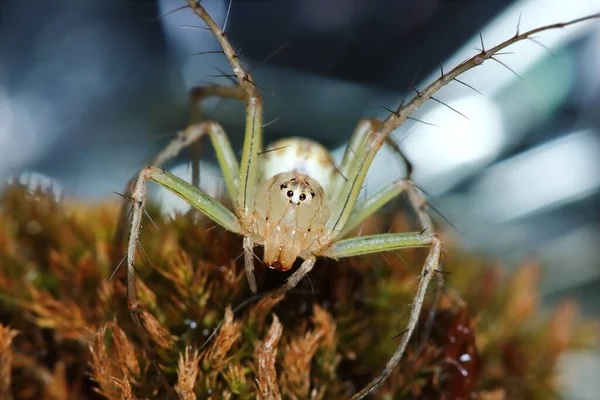 Makro Fotografia Jumping Spider Starym Mchu Naturze Tle — Zdjęcie stockowe