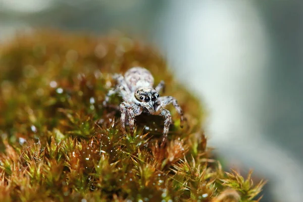 Macro Fotografia Jumping Spider Musgo Velho Natureza Para Fundo — Fotografia de Stock