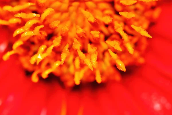 Macro Red Zinnia Flowers Garden — Stok Foto