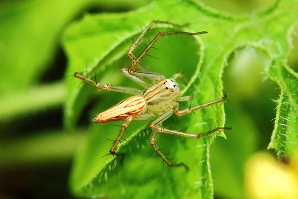 Macro Photographie Araignée Sauteuse Sur Feuille Verte — Photo
