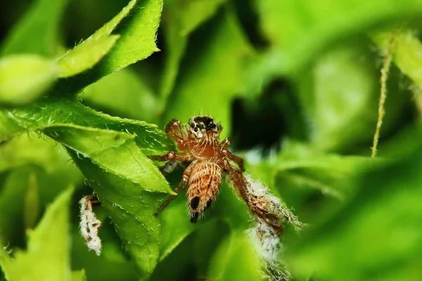 Macro Photographie Araignée Sauteuse Sur Feuille Verte — Photo