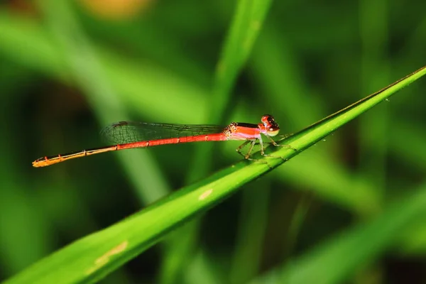 Macro Imagem Libélula Natureza Para Fundo — Fotografia de Stock