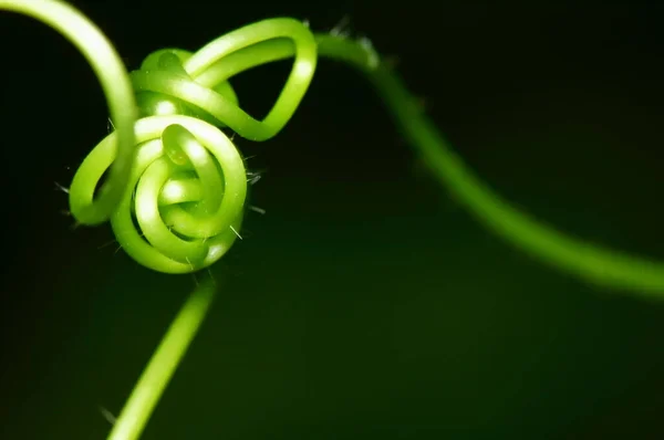 Fresco Bela Cabaça Dourada Árvore Natureza Para Fundo Macro — Fotografia de Stock