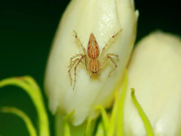 Yeşil Yaprak Üzerinde Zıplayan Örümcek Makro Fotoğrafçılık — Stok fotoğraf