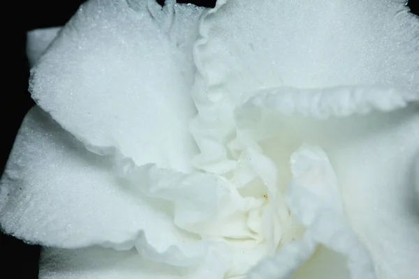 Bílé Společné Gardenias Nebo Mys Jasmín Květiny — Stock fotografie