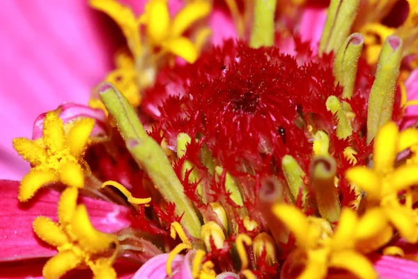 정원에 매크로붉은 지니아 — 스톡 사진