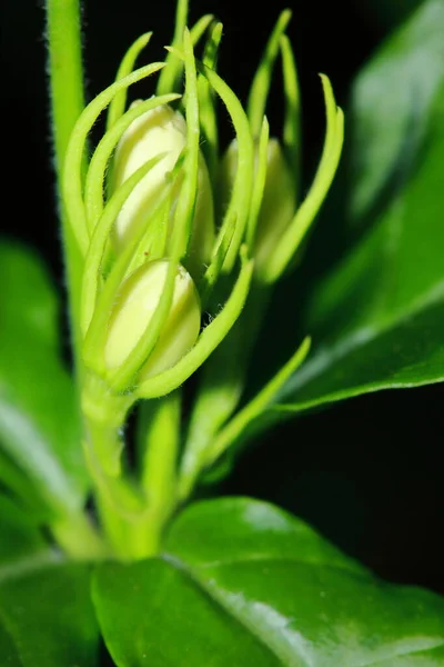Красивый Цветок Жасмина Таиланде Заднем Плане — стоковое фото