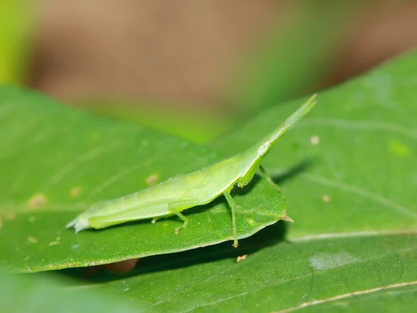 Sauterelle Verte Caelifera Sur Fond Nature — Photo