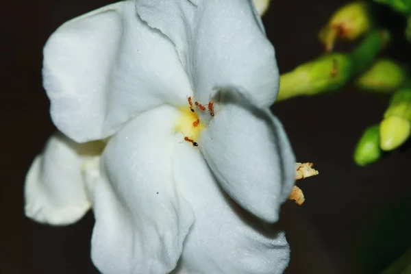 White Common Gardenias Cape Jasmine Flowers — стоковое фото