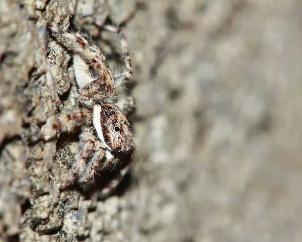 Makrofotografie Einer Springenden Spinne Auf Stein — Stockfoto