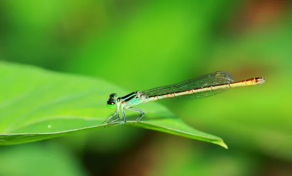 Macro Picture Dragonfly Nature — Stock Photo, Image