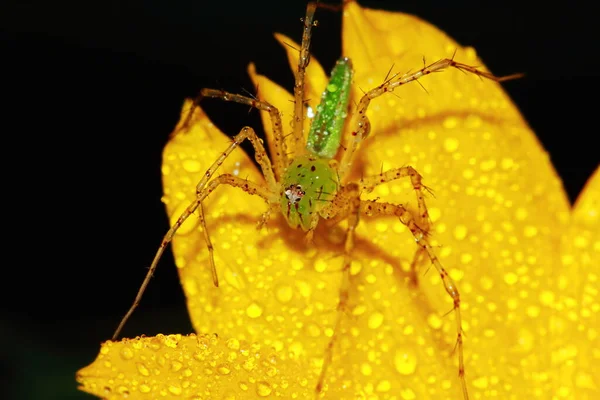 Macro Photographie Jumping Spider Sur Fond Fleur — Photo