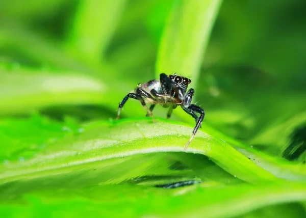 Makrofotografie Der Springenden Spinne Auf Grünem Blatt — Stockfoto