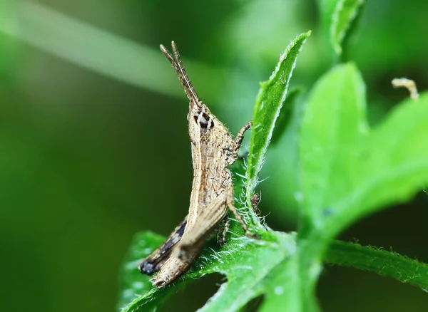 Bella Cavalletta Insetto Mascherato Tra Foglie Verdi Sole — Foto Stock