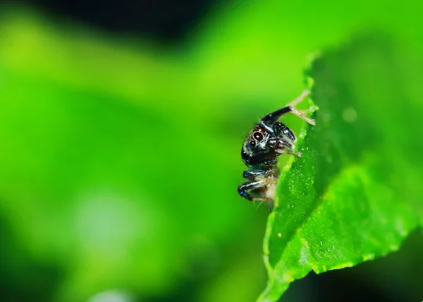 Fotografia Makro Skoki Pająk Zielonym Liść — Zdjęcie stockowe