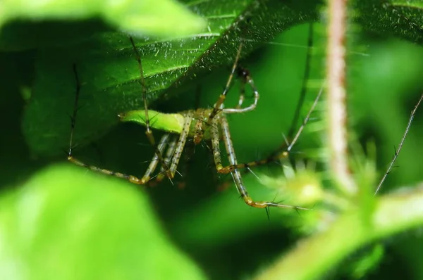 거미의 매크로 — 스톡 사진