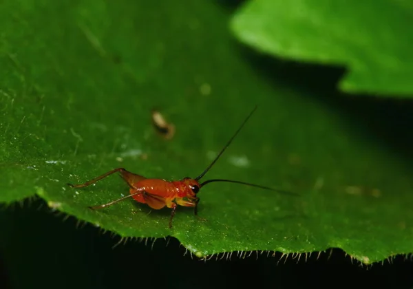 Scène Nature Jeune Grillon Dans Jardin — Photo