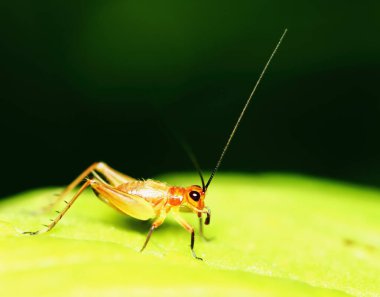 Bahçedeki genç kriketin doğa sahnesi