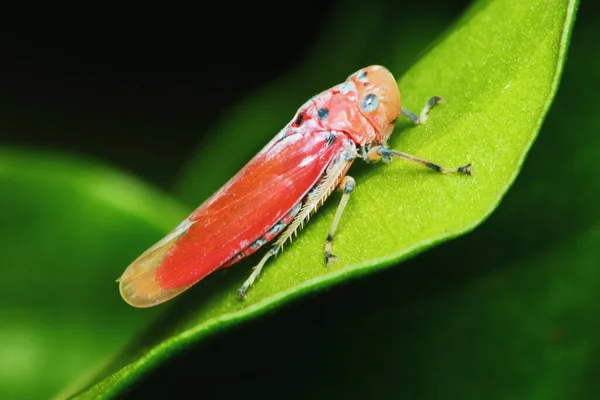 美丽的昆虫屹立在青叶上 背景为新鲜自然 — 图库照片
