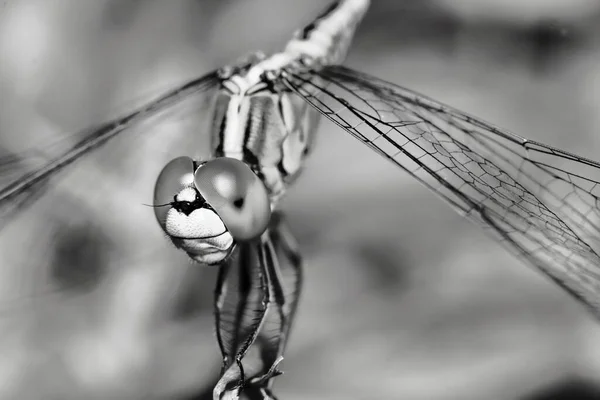 蜻蜓在自然界中的宏观形象 — 图库照片