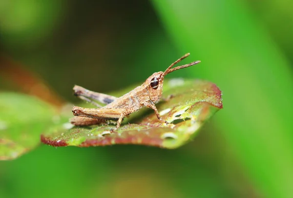 Schöne Insektenheuschrecke Ist Zwischen Grünen Blättern Sonnigem — Stockfoto