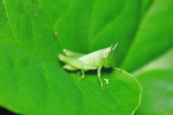Green Grasshopper Masked Green Leaves Sunny — Stock Photo, Image