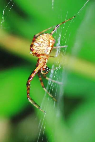 Makro Fotografie Skákajícího Pavouka Zeleném Listu Pro Pozadí — Stock fotografie