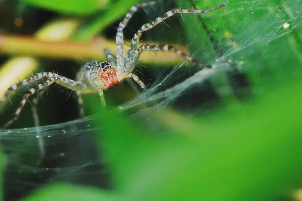 Makro Fotografia Skoku Pająka Zielonym Liściu Tle — Zdjęcie stockowe