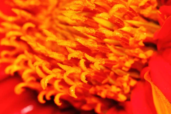 Makro Czerwone Kwiaty Cynku Ogrodzie — Zdjęcie stockowe