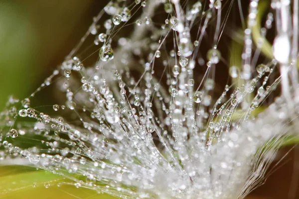 Bela Gota Teia Aranha Planta Semente Natureza Para Backgroud — Fotografia de Stock