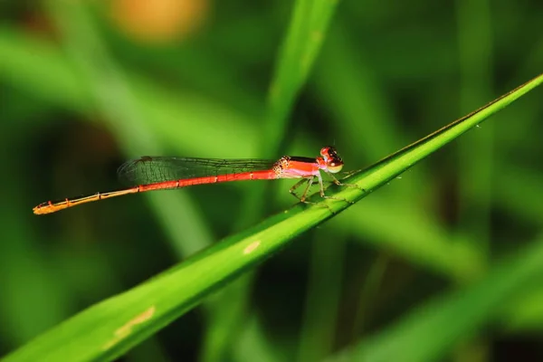 Macro Image Libellule Dans Nature Pour Fond — Photo