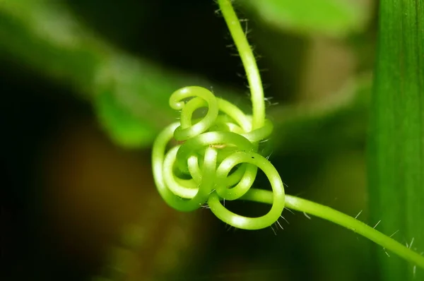 Hermoso Árbol Calabaza Oro Fresco Naturaleza Para Macro Fondo —  Fotos de Stock