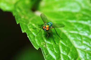 Arka planda makro fotoğraftaki küçük sinek böcekleri
