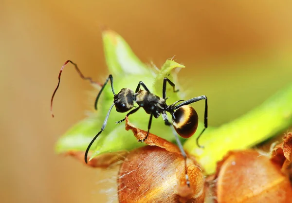 Ação Formiga Galho Árvore Pela Manhã — Fotografia de Stock