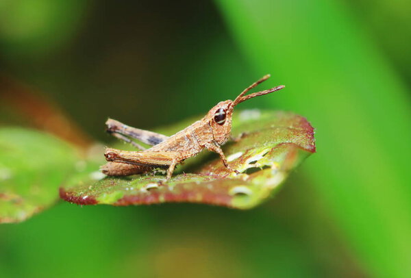 beautiful insect grasshopper is masked among green leaves in sunny