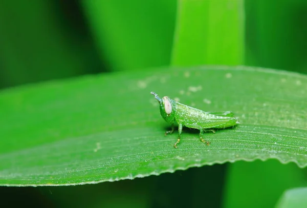 Gafanhoto Verde Mascarado Entre Folhas Verdes Ensolarado — Fotografia de Stock