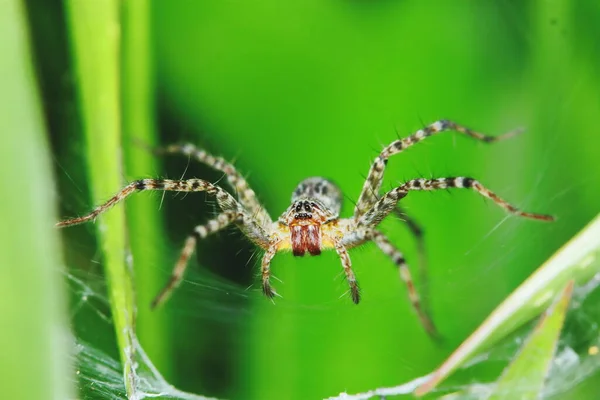 Macro Fotografia Jumping Spider Folha Verde Para Fundo — Fotografia de Stock