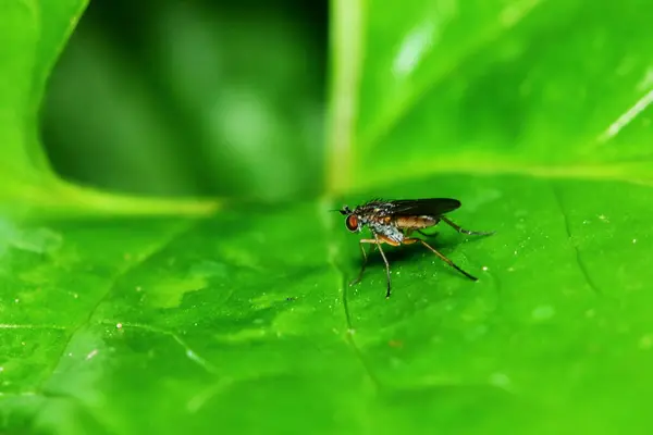 Small Fly Insects Macro Photography Background — Stock Photo, Image