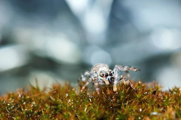 Makro Fényképezés Ugrás Spider Régi Moha Természetben Háttér — Stock Fotó